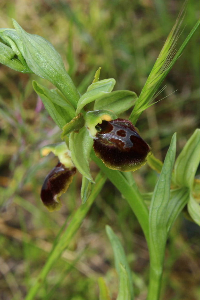 Ophrys da determinare ??